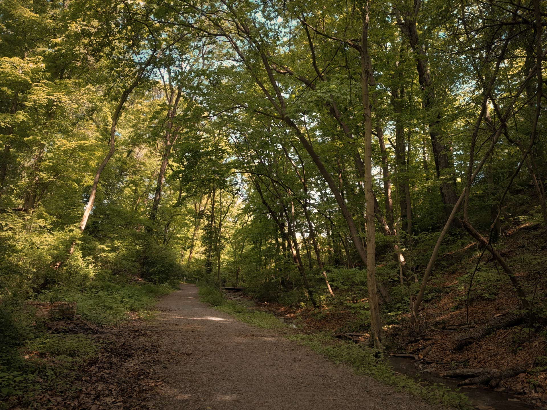 Trees and Nature - Steps to Recovery